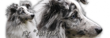 Spardose Sheltie (Shetland Sheepdog) #5
